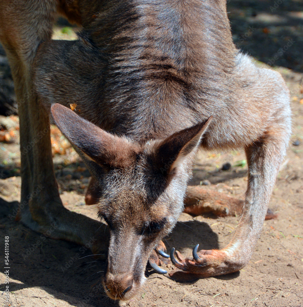The kangaroo is a marsupial from the family Macropodidae (macropods, meaning 'large foot'). The kangaroo is a marsupial from the family Macropodidae (macropods, meaning 'large foot').