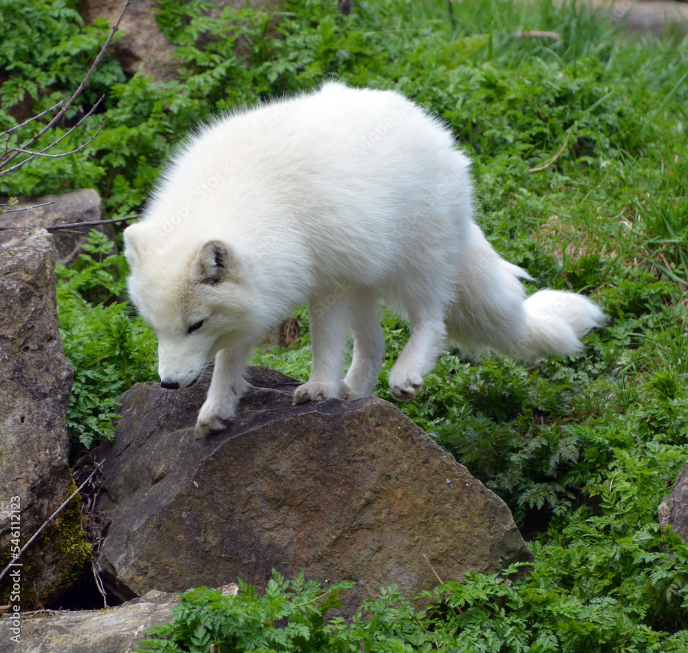 Porctic fox (Vulpes lagopus), also known as the white, polar or snow