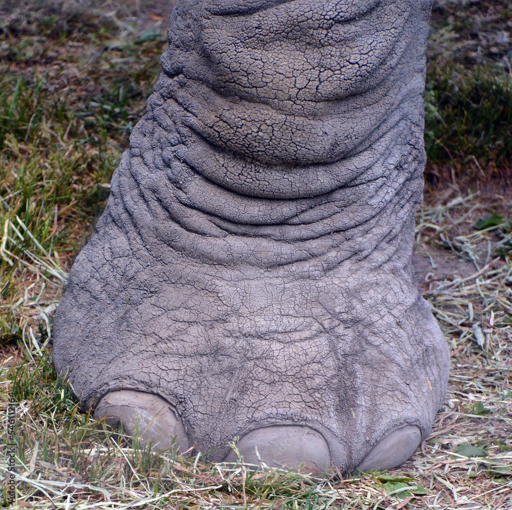 Obraz premium Feet of African elephant is elephant of the genus Loxodonta. The genus consists of 2 extant species: the African bush elephant, L. africana, and the smaller African forest elephant