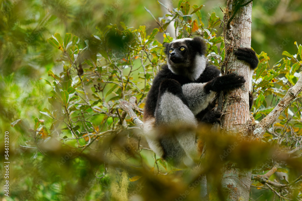 Fototapeta premium Indri indri - Babakoto the largest lemur of Madagascar has a black and white coat, climbing or clinging, moving through the canopy, herbivorous, feeding on leaves and seeds, in the rain