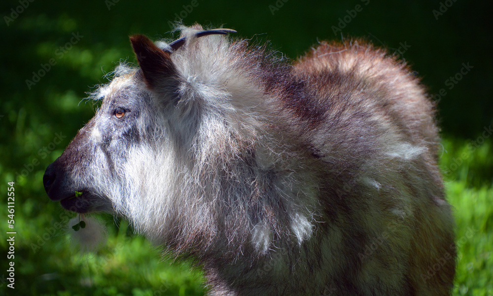 Japanese serow Capricornis crispus is a Japanese goat-antelope, an even-toed ungulate mammal. It is found in dense woodland in Japan, primarily in northern and central Honshu. Japanese serow Capricornis crispus is a Japanese goat-antelope, an even-toed ungulate mammal. It is found in dense woodland in Japan, primarily in northern and central Honshu.