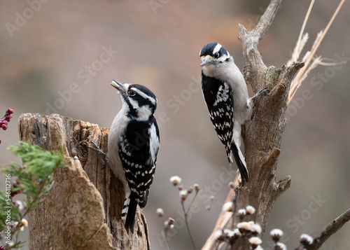 two woodpeckers on branch