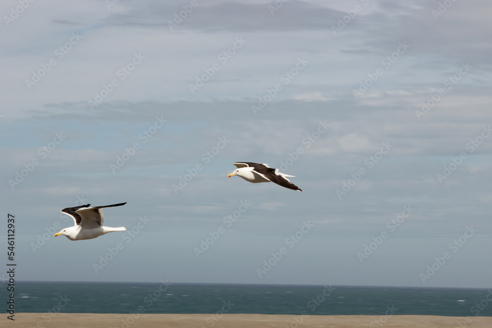 Fototapeta premium seagull flying over the sea