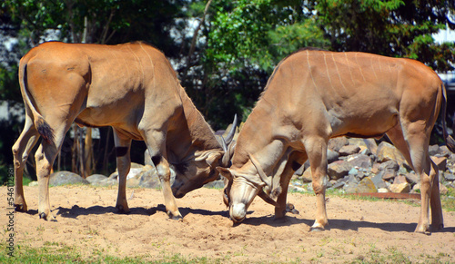 Fighting common eland or southern eland or eland antelope, is a savannah and plains antelope found in East and Southern Africa. It is a species of the family Bovidae and genus Taurotragus