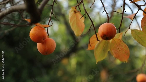 Close-up of a persimmon tree with ripe fruit, beginning of autumn.