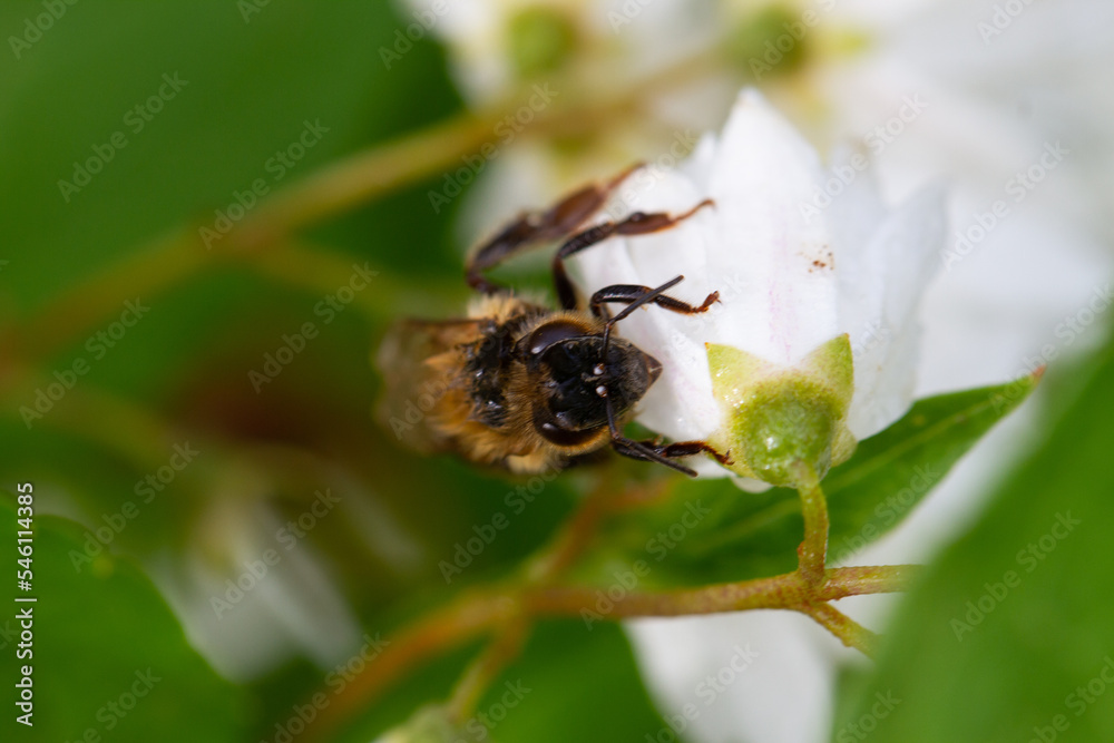 Macro of honeybee on flowers, collecting pollen Macro of honeybee on flowers, collecting pollen