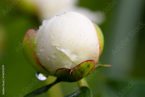 White peony or paeony flowers with water drops