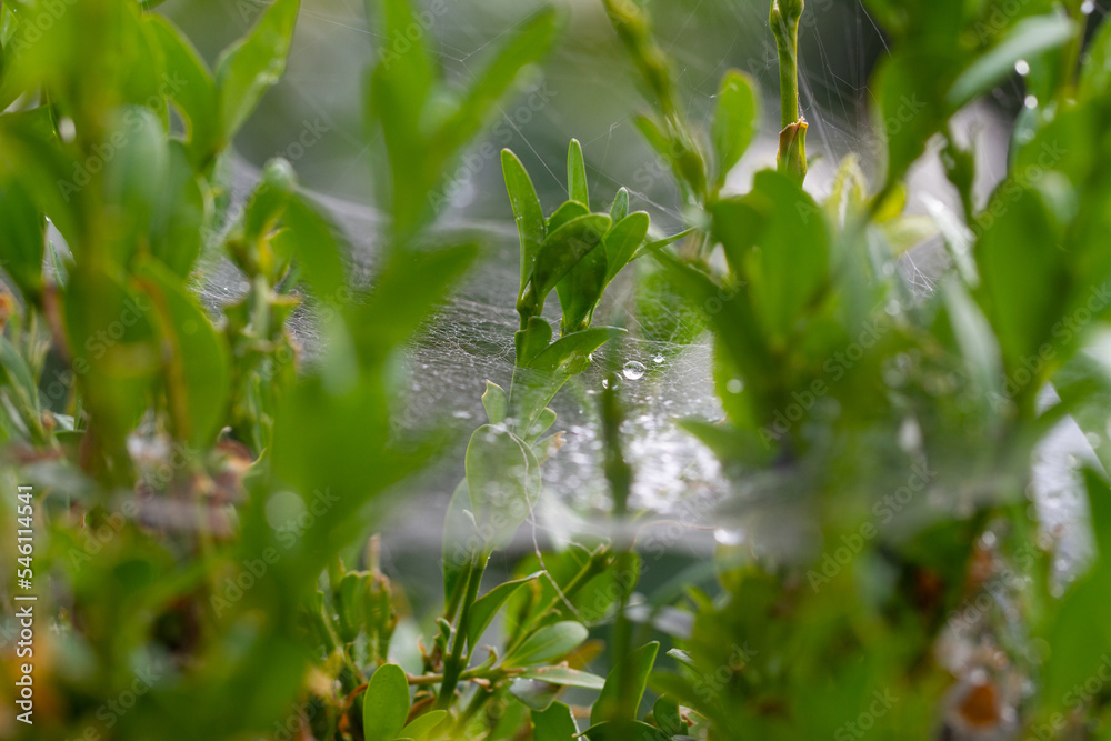 Spiderweb with spiders in natural light over green background