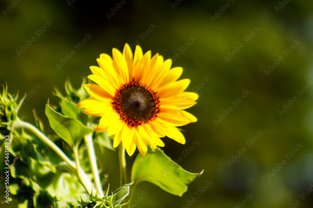 Cheerful, Sunny sunflower in the garden Cheerful, Sunny sunflower in the garden