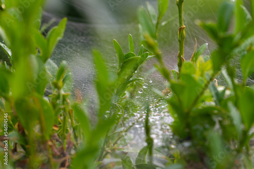 Spiderweb with spiders in natural light over green background © anca enache