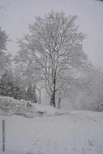 Winter landscape after a snow storm north america Quebec Canada