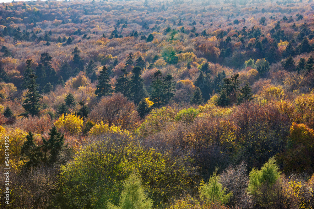 Trees covered with colorful leaves. Autumn forest top view