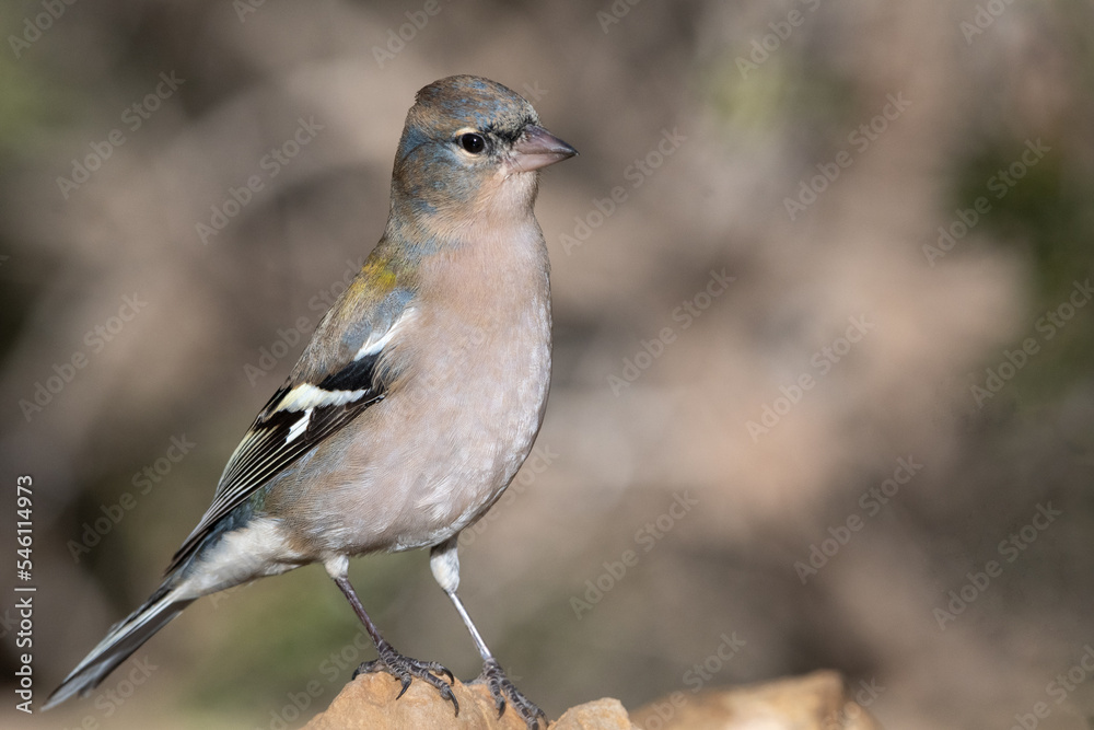 Fototapeta premium Close-up shot of African Chaffinch (Fringilla coelebs)