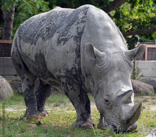 The white rhinoceros or square-lipped rhinoceros is the largest extant species of rhinoceros.  It has a wide mouth used for grazing and is the most social of all rhino species