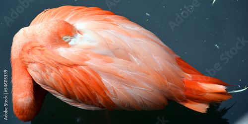 American flamingo (Phoenicopterus ruber) is a large species of flamingo closely related to the greater flamingo and Chilean flamingo native to the Neotropics. photo