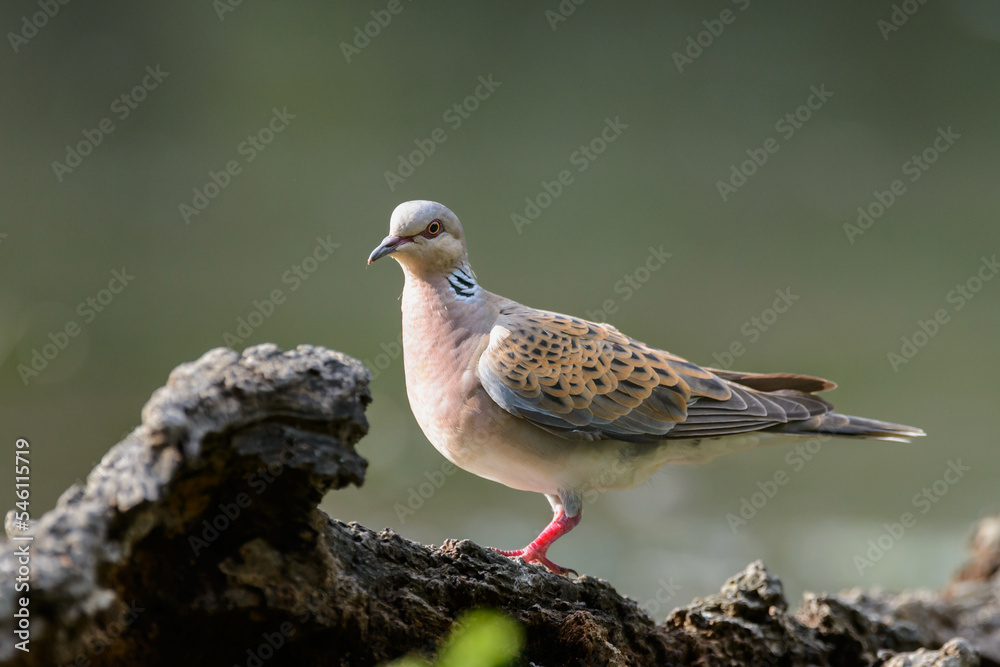 Turtle dove, streptopelia turtur. Wild bird Close up Turtle dove, streptopelia turtur. Wild bird Close up