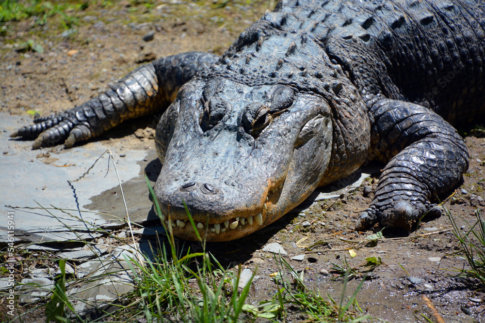 Obraz premium An alligator is a crocodilian in the genus Alligator of the family Alligatoridae. The two living species are the American alligator and the Chinese alligator.