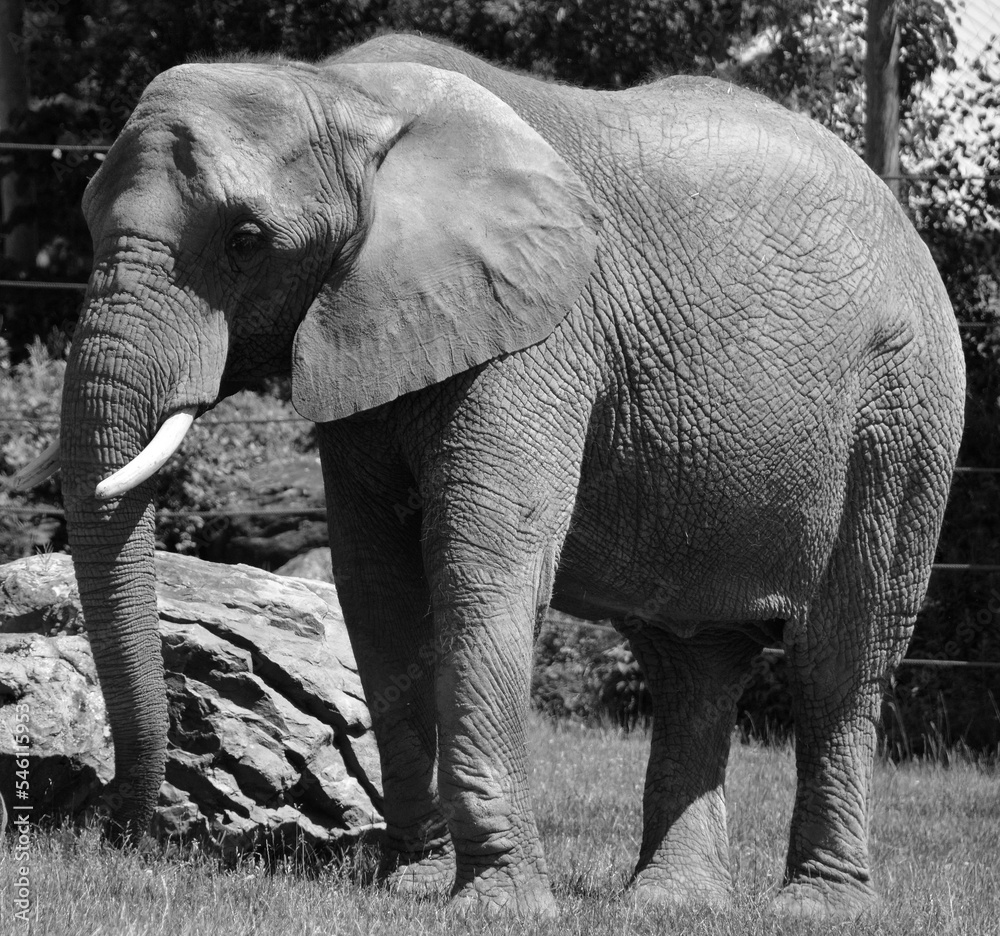 Naklejka premium African elephant is elephant of the genus Loxodonta. The genus consists of 2 extant species: the African bush elephant, L. africana, and the smaller African forest elephant