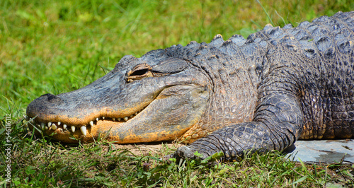 An alligator is a crocodilian in the genus Alligator of the family Alligatoridae. The two living species are the American alligator and the Chinese alligator.