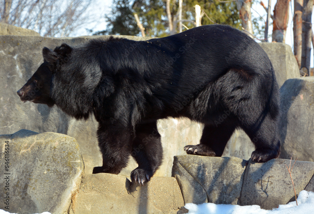 Asian black bear (Ursus thibetanus or Selenarctos thibetanus), also moon or white-chested bear, is a medium-sized bear species native to Asia and largely adapted to arboreal life Asian black bear (Ursus thibetanus or Selenarctos thibetanus), also moon or white-chested bear, is a medium-sized bear species native to Asia and largely adapted to arboreal life