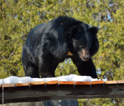 Asian black bear (Ursus thibetanus or Selenarctos thibetanus), also moon or white-chested bear, is a medium-sized bear species native to Asia and largely adapted to arboreal life photo