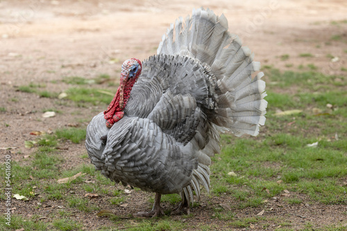 Male Domestic Turkey with male displaying courtship feathers