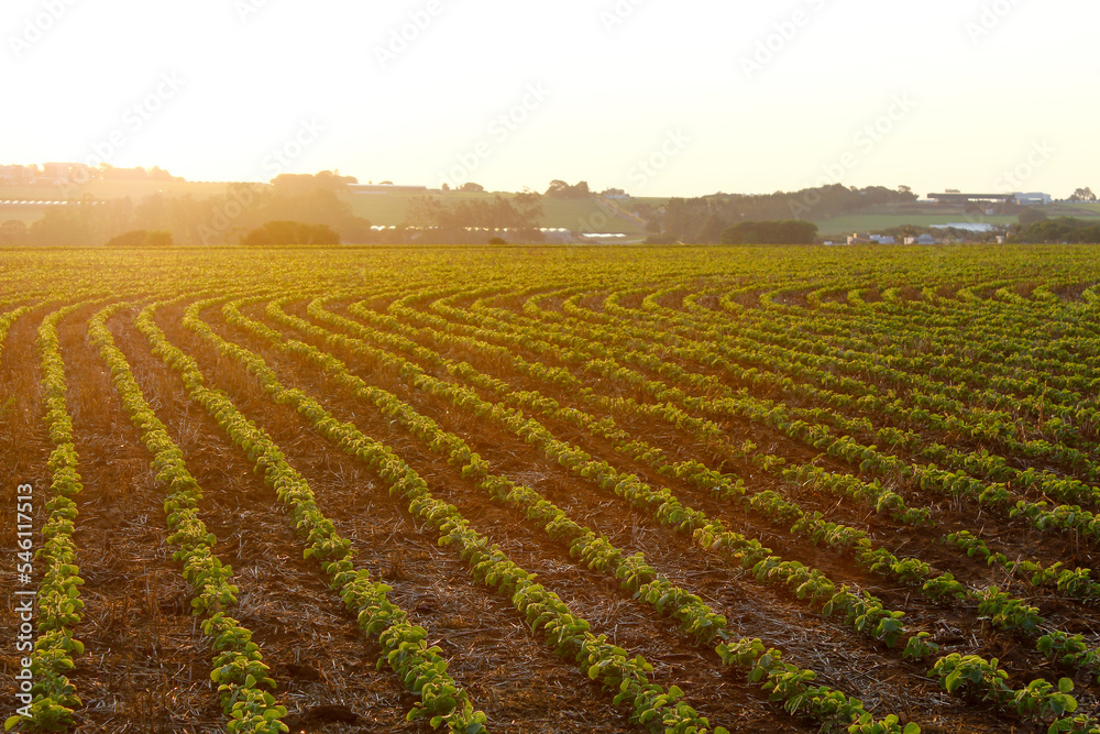 Agricultural soy plantation on sunny day - green growing soybeans plant against sunlight