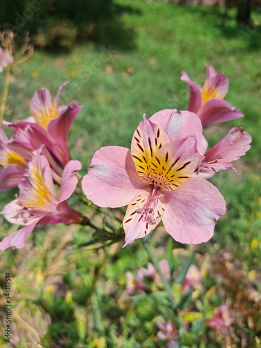 pink and white flower
