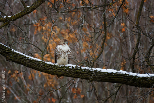 Tableau sur toile REd-tailed Hawk perched in a snow-covered branch