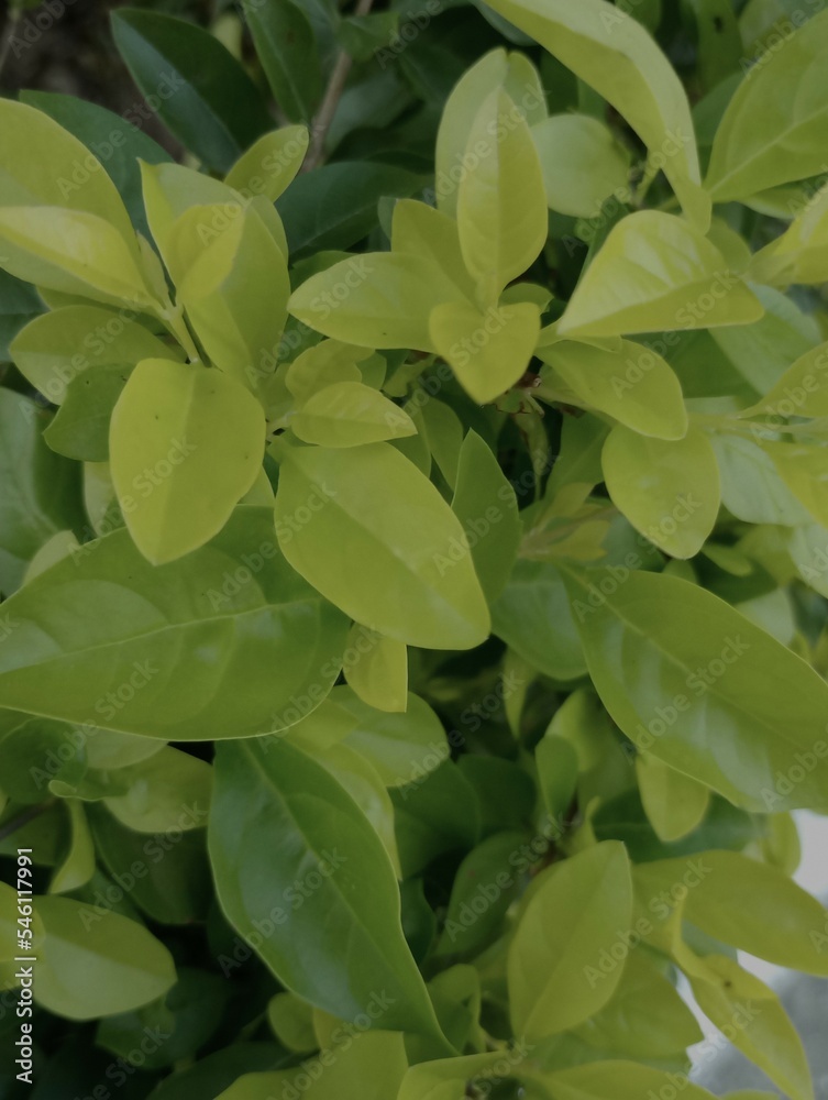 Obraz premium green leaves background 