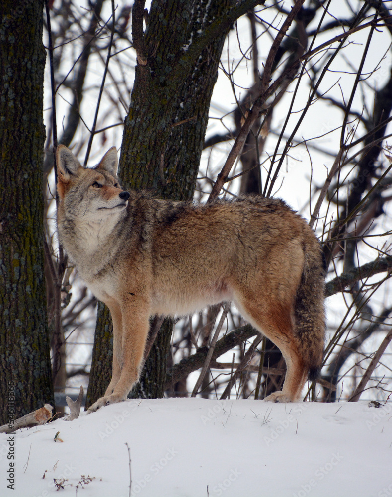 The coyote, also known as the American jackal, brush wolf, or the prairie wolf, is a species of canine found throughout North and Central America The coyote, also known as the American jackal, brush wolf, or the prairie wolf, is a species of canine found throughout North and Central America