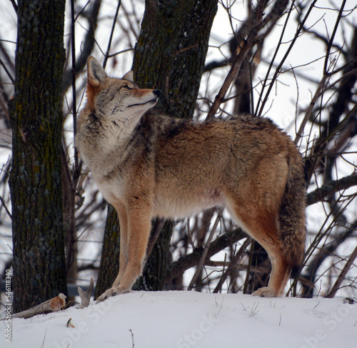 The coyote  also known as the American jackal  brush wolf  or the prairie wolf  is a species of canine found throughout North and Central America