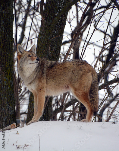 The coyote  also known as the American jackal  brush wolf  or the prairie wolf  is a species of canine found throughout North and Central America