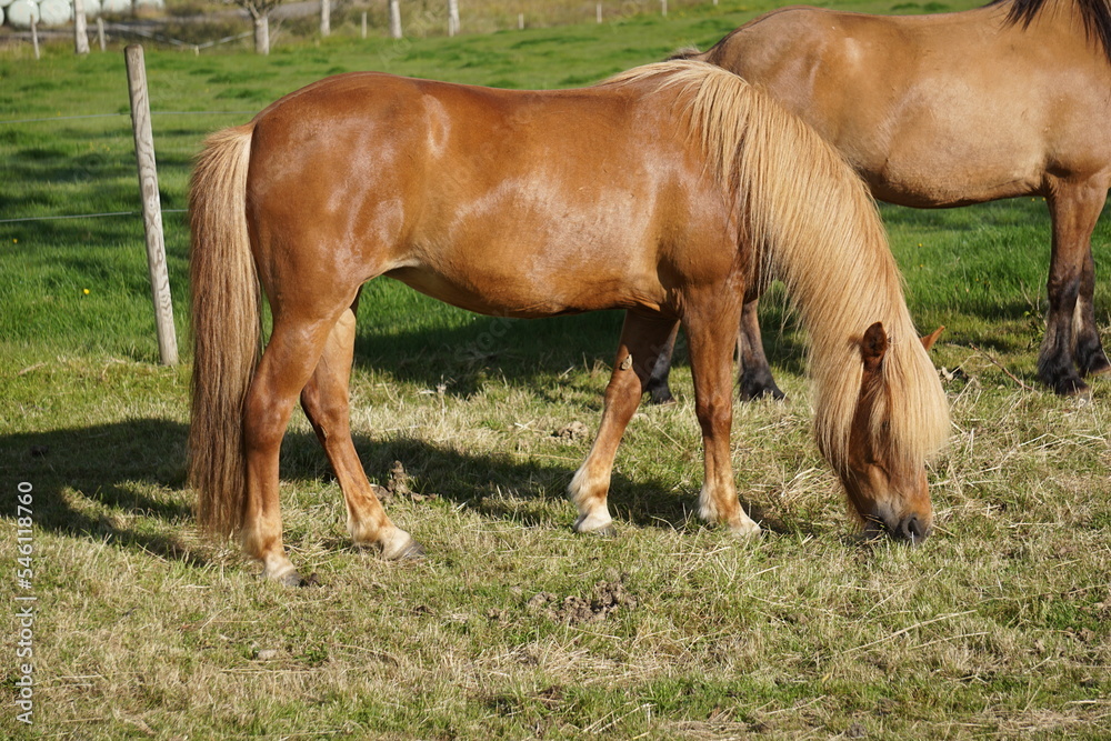 Horses on pasture eating grass Horses on pasture eating grass