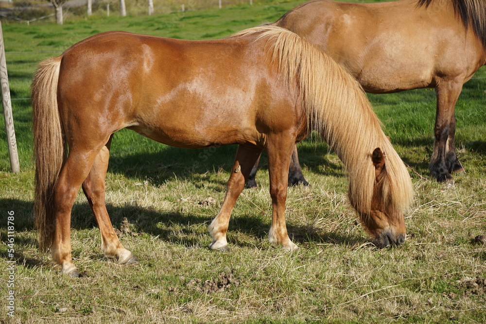 Horses on pasture eating grass Horses on pasture eating grass