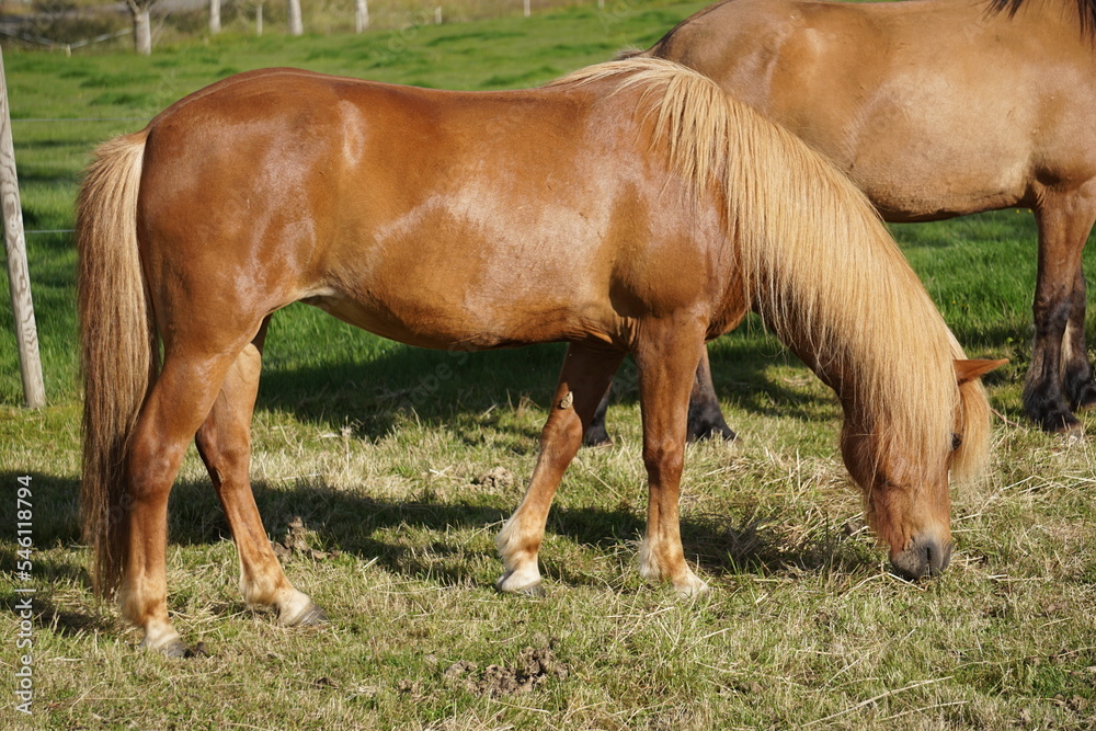 Fototapeta premium Horses on pasture eating grass