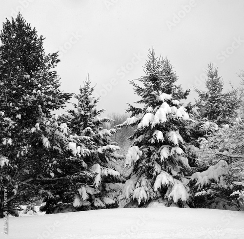 Winter landscape after a snow storm north america Quebec Canada