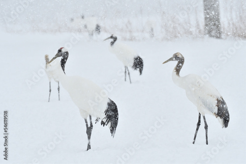 Bird watching, red-crowned crane, in winter