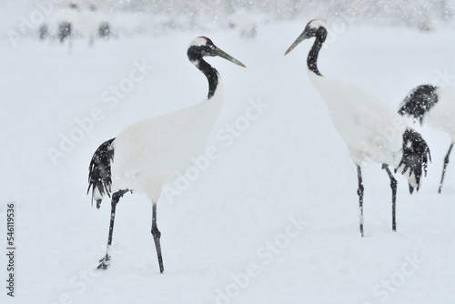 Bird watching, red-crowned crane, in winter