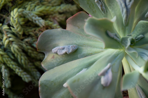 Selective focus on an Echeveria gibbiflora Caronculata rosette of green leaves with many caruncles. photo