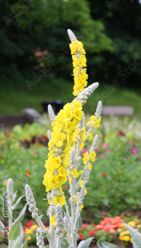 Verbascum bombyciferum, called the giant silver mullein, Turkish mullein and Broussa mullein, is a species of flowering plant in the genus Verbascum, native to Turkey photo