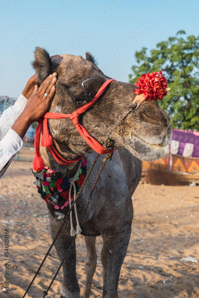 Naklejka premium Decorated camels of the desert tribes visiting the city for the annual festival.