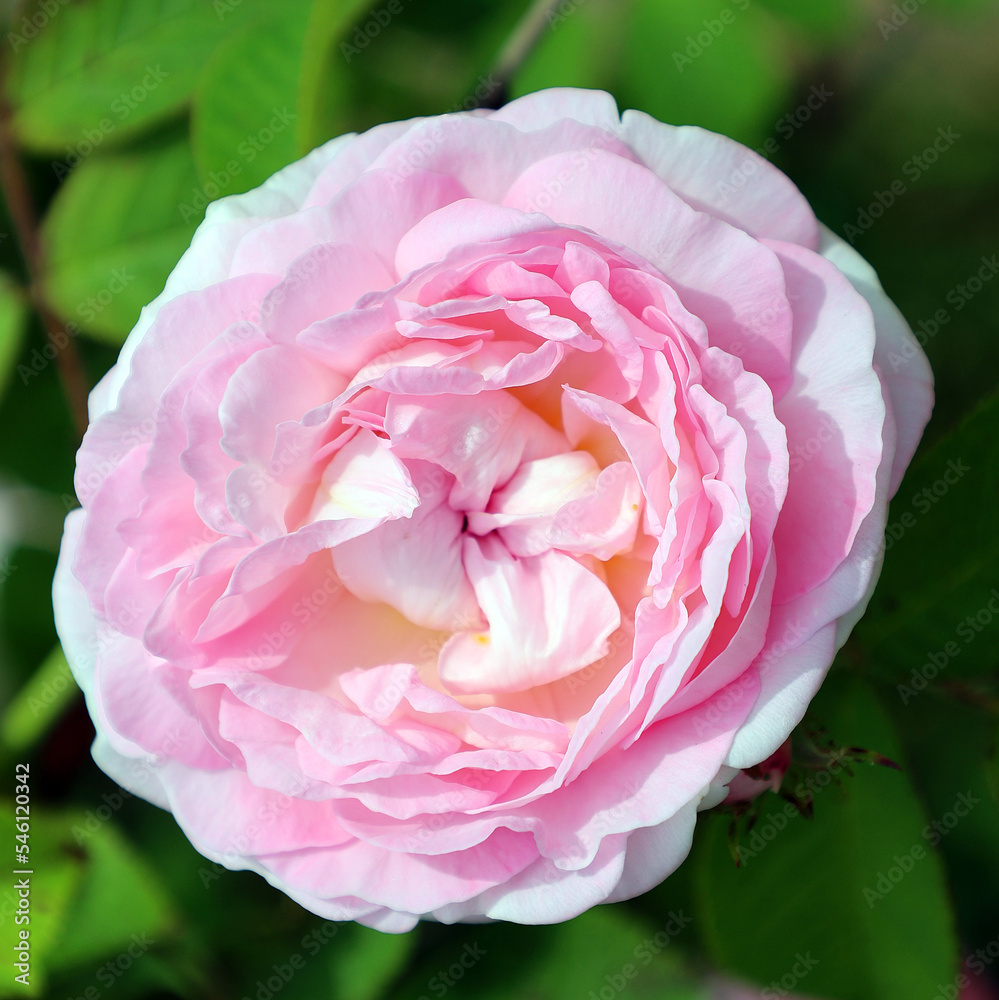 A rose is a woody perennial flowering plant of the genus Rosa, in the family Rosaceae, or the flower it bears. There are over a hundred species and thousands of cultivars. A rose is a woody perennial flowering plant of the genus Rosa, in the family Rosaceae, or the flower it bears. There are over a hundred species and thousands of cultivars.