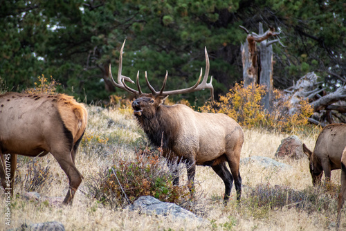A Rocky Mountain Bull Elk bugles during the fall rut in Rocky Mountain National Park outside of Estes Park Colorado photo