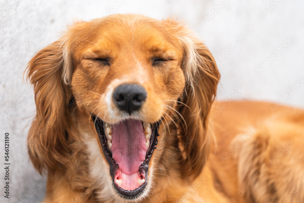 Obraz premium Laughing English Cocker Spaniel