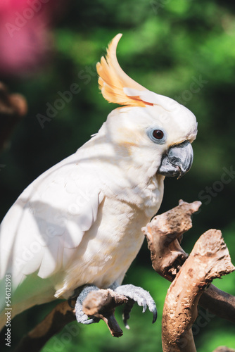 Fototapeta Naklejka Na Ścianę i Meble -  Citron-Crested Cockatoo Bird, Exotic Animal
