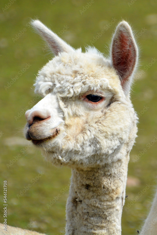 Alpaca is a domesticated species of South American camelid. It resembles a small llama in appearance.Alpacas are kept in herds that graze on the level heights of the Andes of southern Peru