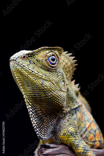 The detail of a forest dragon lizard head