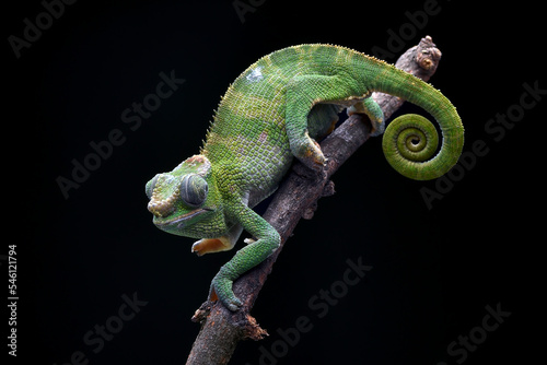 female fischer chameleon on a tree branch