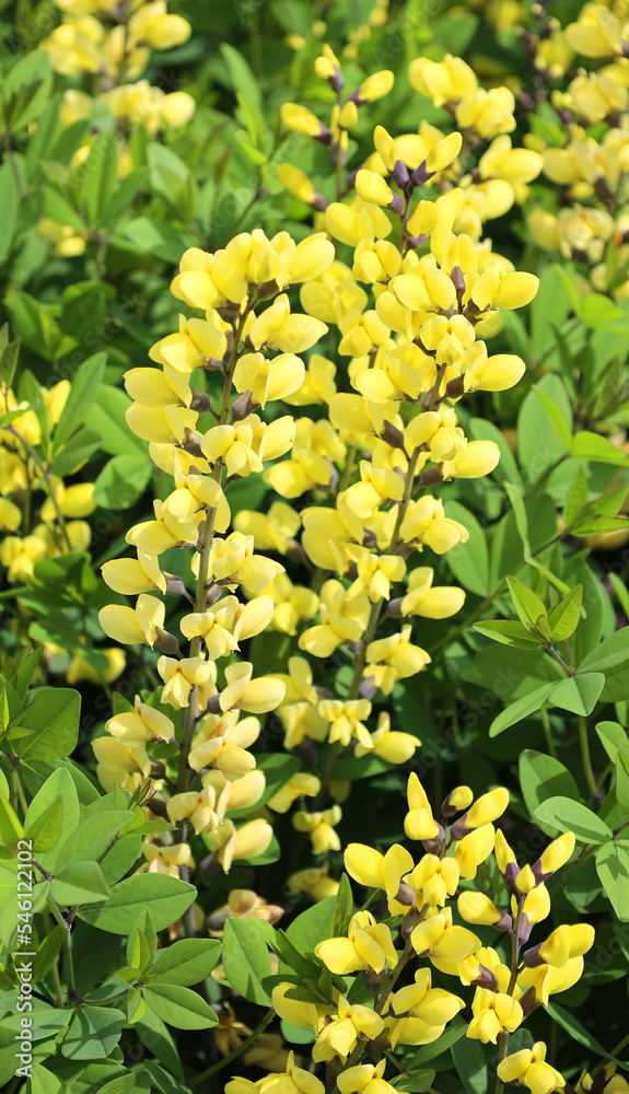 American Goldfinch false indigo features abundant and long lived golden yellow flower spikes above a broad spreading plant. American Goldfinch false indigo features abundant and long lived golden yellow flower spikes above a broad spreading plant.